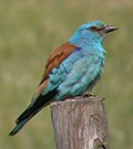 European Roller © John Muddeman